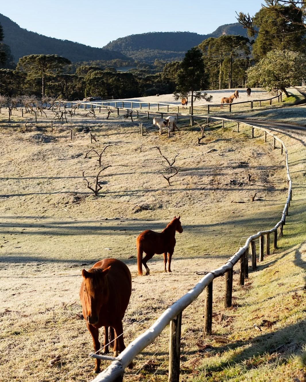 Cavalos na Fazenda